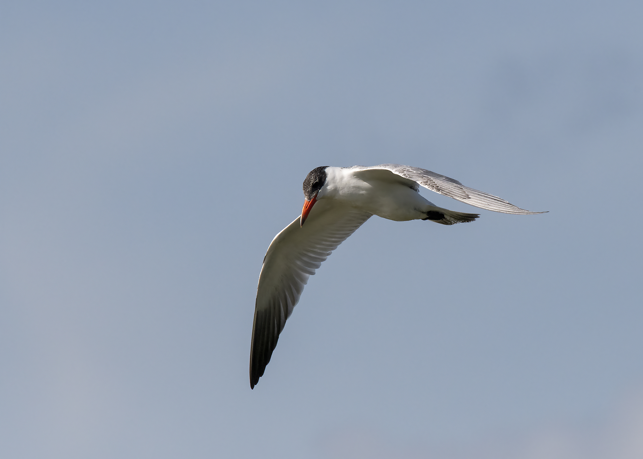 vogels-meeuwen-en-sterns